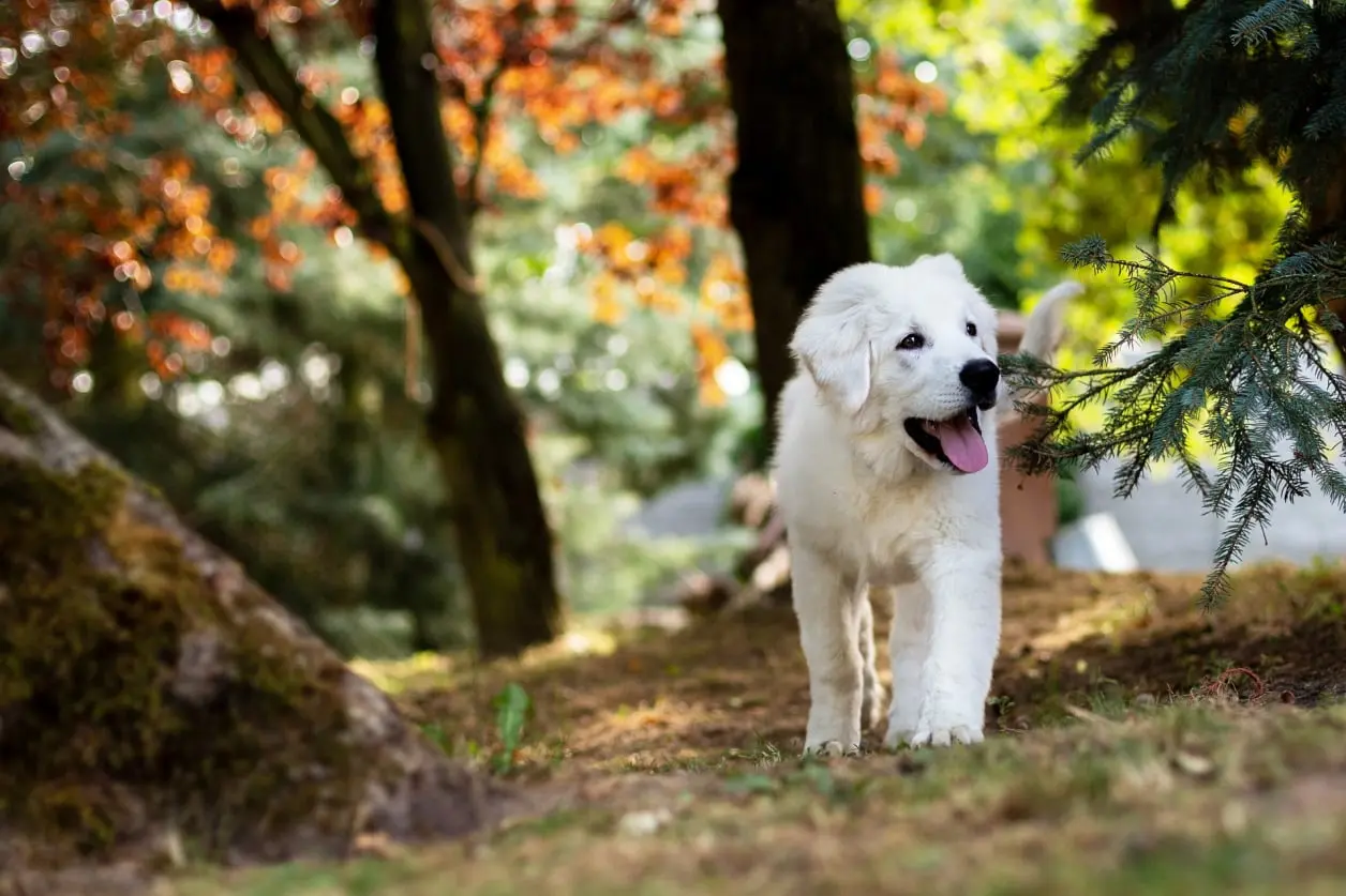 Pet Miyav Köpek
