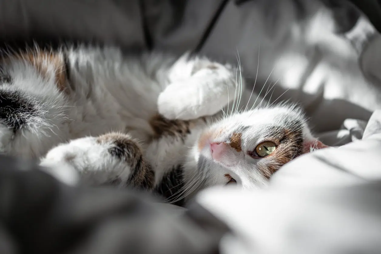 Pet Miyav Kedi