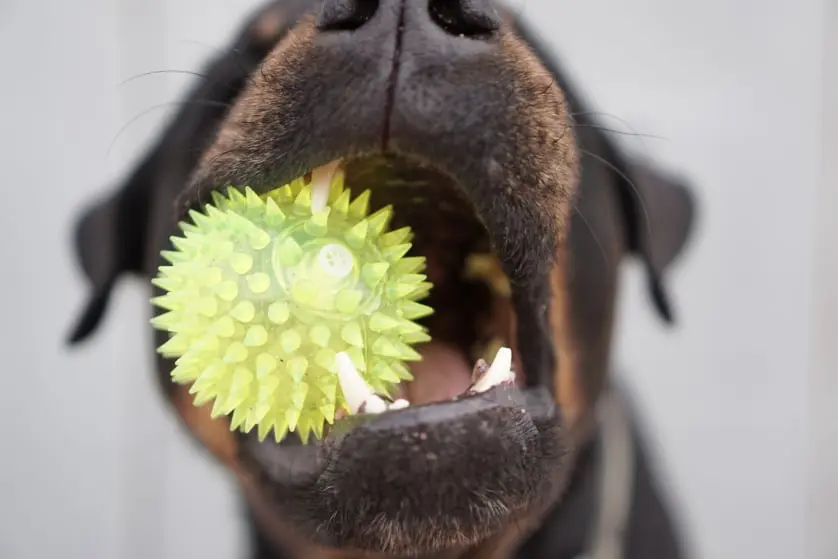 Pet Miyav Köpek Oyuncakları