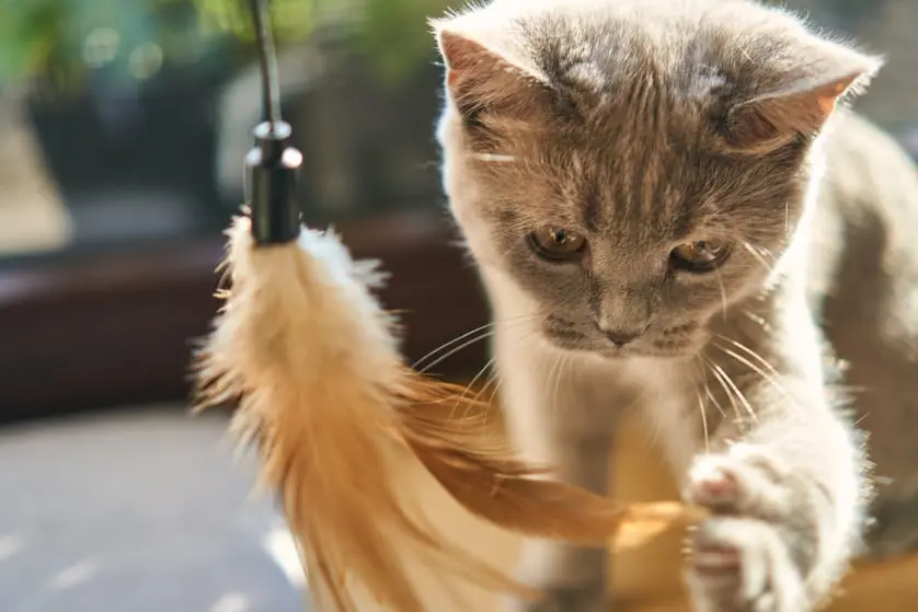 Pet Miyav Kedi Oyuncakları